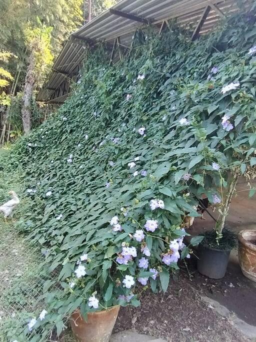 Sitio Paraiso Verde Juquitiba Dış mekan fotoğraf