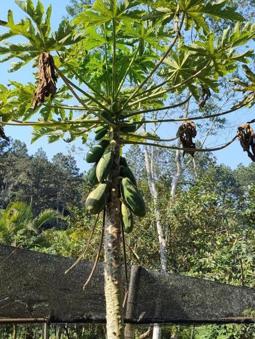 Sitio Paraiso Verde Juquitiba Dış mekan fotoğraf