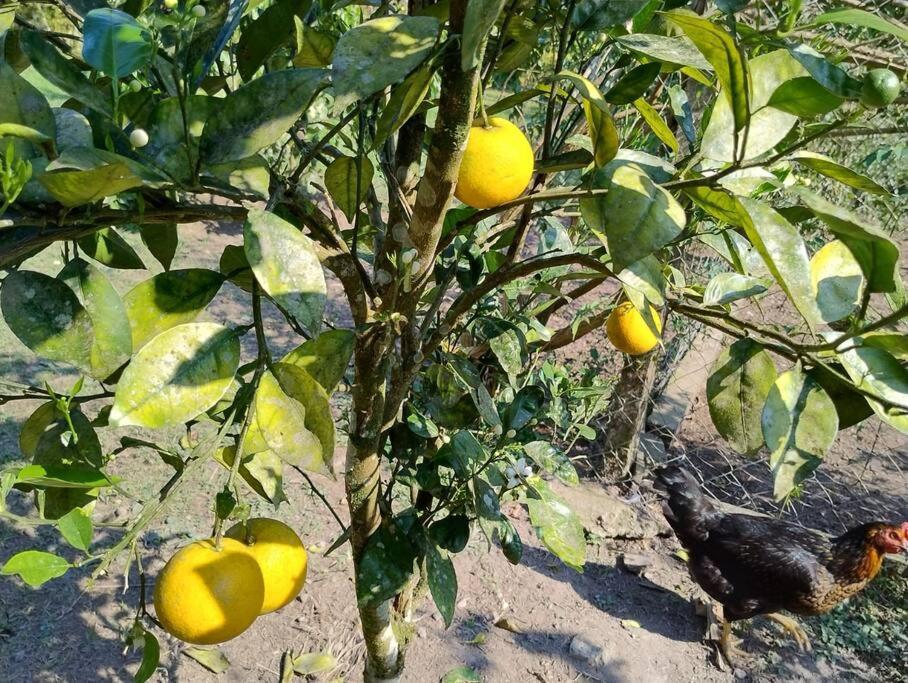 Sitio Paraiso Verde Juquitiba Dış mekan fotoğraf